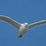Seabird : తుఫానులో సీబర్డ్ 11 గంటల పయనం