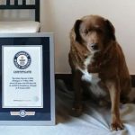 Guinness Record Dog : వయసుతో గిన్నిస్ రికార్డు.. ఆ శునకం ఇకలేదు..