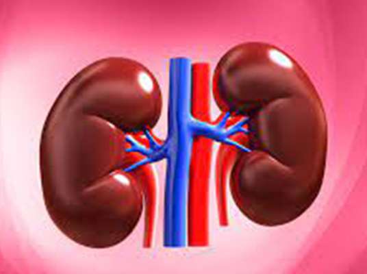 Precautions for Kidney Cleanse : ఇలా చేస్తే మీ కిడ్నీలు సేఫ్‌