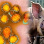 Flu virus : పందుల నుంచి ఫ్లూవైరస్.. బ్రిటన్‌లో కలవరం