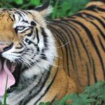 Dangerous Animals : భూమ్మీద అత్యంత ప్రమాదకర టాప్-10 జీవులు