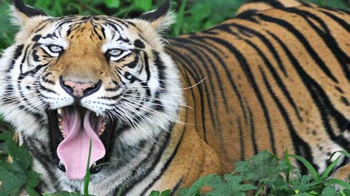 Dangerous Animals : భూమ్మీద అత్యంత ప్రమాదకర టాప్-10 జీవులు