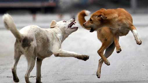 BJP-MIM Relation : బీజేపీతో ఓవైసీ సోదరుల రహస్య బంధం.. అక్బరుద్దీన్‌కి లాయర్‌గా రఘునందన్‌రావు
