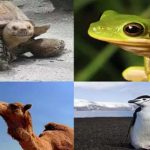 Animals without food : ఆహారం లేకుండా నెలలపాటు జీవించగల ప్రాణులు