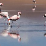 Flamingo : అర్జెంటీనాలో బర్డ్ ఫ్లూ.. 220 ఫ్లెమింగోల మృత్యువాత