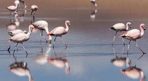 Flamingo : అర్జెంటీనాలో బర్డ్ ఫ్లూ.. 220 ఫ్లెమింగోల మృత్యువాత