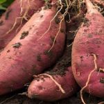 Sweet Potato : ఒక్క మొక్కకు 85 కిలోల మోరంగడ్డలు