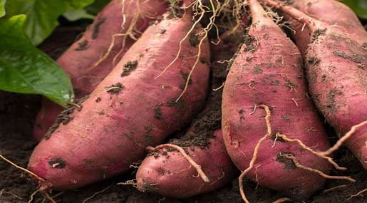 Sweet Potato : ఒక్క మొక్కకు 85 కిలోల మోరంగడ్డలు