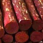 Red Sandalwood : ఎర్రచందనం రైతులకు గుడ్ న్యూస్.. సాగుకు కేంద్రం గ్రీన్ సిగ్నల్..