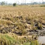 Mahabubabad : వరి కోతలు షురూ.. కూలీల కొరత.. యంత్రాలతో కోతలు..