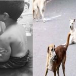 Street Dogs: గుంటూరులో దారుణం.. ఆరేళ్ల బాలుడిపై వీధికుక్కల దాడి