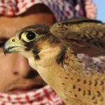 Saudi Falcon Flight | సౌదీ రాజకుమారుడి సరదా.. 80 గద్దల కోసం ఏకంగా విమాన టికెట్లు..