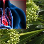 Danger Tree: ఈ చెట్టు మీ పరిసర ప్రాంతాలలో ఉందా..  మీ ప్రాణాలు రిస్క్‌లో ఉన్నట్టే..!