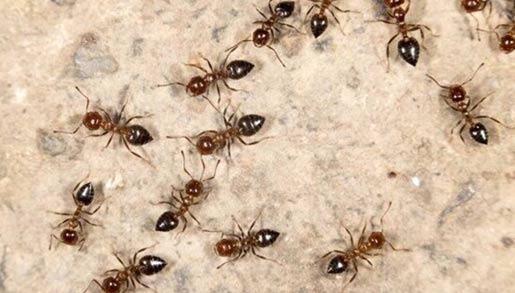 Ants Control : ఇంట్లో చీమల బెడద ఎక్కువగా ఉందా.. వీటితో తరిమేయండి