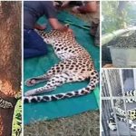 Alluri Sitaramaraju: కోతుల కోసం ఉచ్చు.. ట్రాప్ లో పడి చిరుత మృతి