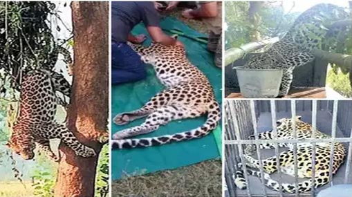 Animal Twitter Review : అదరగొడుతున్న యానిమల్ ట్విట్టర్ రివ్యూ..