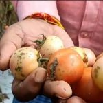 Michaung Effect : తుపాను.. వైరస్..  టమోటా రైతులు కుదేలు..