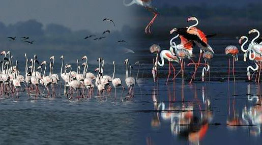 Pulicat Lake : మన కొంగ వెళ్లిపోతోంది..!