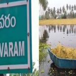 Bhimavaram : మునిగిన వరి చేలు.. పడవలతోనే వరి పనలు తరలింపు..
