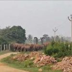 Chittoor : చిత్తూరు జిల్లాలో ఏనుగుల గుంపు స్వైర విహారం.. పట్టించుకోని ఫారెస్ట్ అధికారులు..