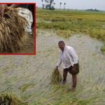 Michaung Effect: ముంచేసిన మిగ్ జామ్.. వేల కోట్లలో పంట నష్టం.. పెట్టుబడి కూడా కష్టమే?
