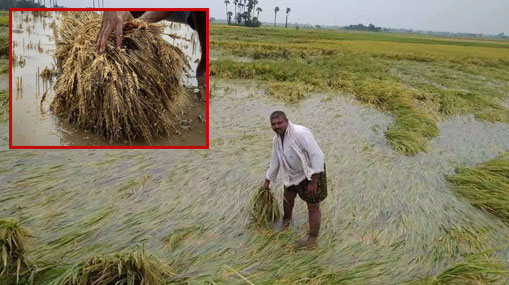 Gudivada : పాముకాటుకు వ్యక్తి మృతి.. గుడివాడలో ఘటన..