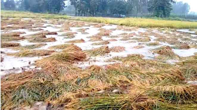Michaung Affects Crops | తుఫాను దెబ్బకు భారీ పంట నష్టం