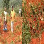 Mahabubabad : కష్టపడి పండించిన మిర్చి పంట.. గుర్తు తెలియని వ్యక్తుల ధ్వంసం..