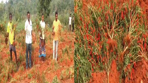 khammam : చికెన్ వ్యర్థాల సేకరణ.. రికార్డు స్థాయిలో వేలం..