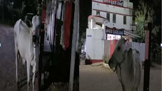 Mancherial :  పంట మేసిన ఎద్దు.. పోలీస్ స్టేషన్ లో పంచాయితీ..