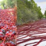Christmas Island : క్రిస్మస్ దీవిలో ఎర్రపీతల సందడి
