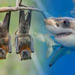 Animals : నిద్ర అక్కర్లేని ప్రాణులు