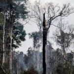 Brazil Deforestation : బ్రెజిల్‌లో 50% తగ్గిన అటవీ క్షీణత..!