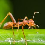 Red ant Chutney : ఎర్ర చీమల చట్నీ.. రోట్లో రుబ్బి తింటుంటే..!
