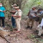 Tigers Death Mystery: వీడుతున్న పులుల మృతి మిస్టరీ.. కళేబరంపై పురుగుల మందు?