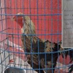 Rooster Auction: బస్సులో పందెంకోడి.. వేలానికి పెట్టిన ఆర్టీసీ.. లాస్ట్ మినిట్ లో ట్విస్ట్!