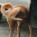 Dogs urinate : కుక్కులు వాహనాల టైర్లపై మూత్ర విసర్జన ఎందుకు చేస్తాయో తెలుసా..!