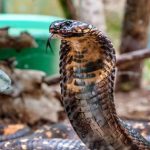 Snake bite: పాములు కాటేసే ముందు ఏం చేస్తాయో తెలుసా..?