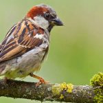 Sparrows : పిచ్చుకమ్మా.. ఎక్కడున్నావమ్మా..!
