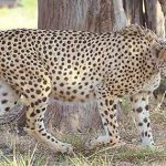 Kuno National Park :  కునో పార్కులో ఆగని చీతాల మరణాలు.. మరొకటి మృత్యువాత..