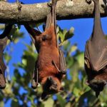 Bats : గబ్బిలాలు తలక్రిందులుగా ఎందుకు వేలాడతాయి..? ఇంట్రెస్టింగ్ ఫ్యాక్ట్స్ ..!