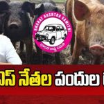 BRS Leaders Pig Scam In Jadcherla : ఆఖరికి పందులనూ వదల్లేదు.. జడ్చర్లలో బీఆర్ఎస్ నేతల భారీ స్కామ్..