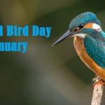 National Bird Day : ప్రమాదం అంచున పక్షి జాతులు..