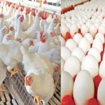 Chicken and Eggs Price: నాన్ వెజ్ ప్రియులకు గుడ్ న్యూస్.. భారీగా తగ్గిన చికెన్, గుడ్ల ధరలు