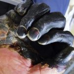 Bubonic Plague: మళ్లీ తిరిగొచ్చిన బుబోనిక్ వ్యాధి.. ఈ జంతువులకు దూరంగా ఉండండి
