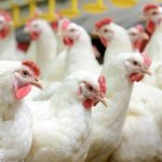 Chicken Rates: దడపుట్టిస్తున్న కోడి.. కిలో చికెన్ రూ.300..