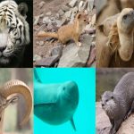 Rare Animals in Pakistan: పాకిస్తాన్‌లో మాత్రమే కనిపించే జంతువులు!