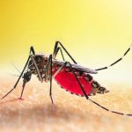 Mosquitoes : దోమలు లేని ప్రపంచం ఎలా ఉంటుందో తెలుసా..?