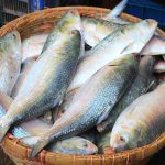 Pulasa Fish : చేపలందు పులస చేప రుచే వేరయా..!