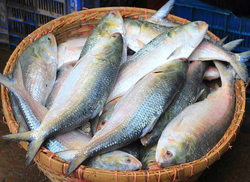 Pulasa Fish : చేపలందు పులస చేప రుచే వేరయా..!